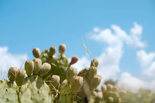 Close Prickly Pear Cacti Texas Landscape Summer — Stock Photo, Image