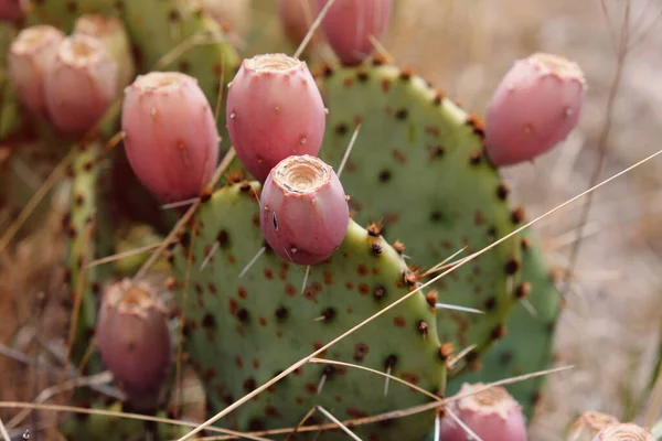 Kaktusfeigenkaktus Nahaufnahme Sommer — Stockfoto