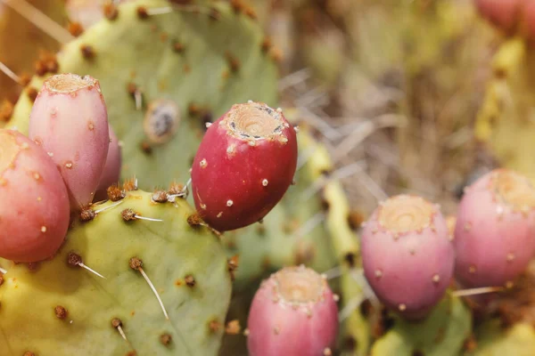 Prickly Pear Cactus Fruit Closeup — Stock Photo, Image