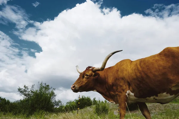 Texas Longhorn Med Stora Moln Himlen Bakgrund Sommaren — Stockfoto