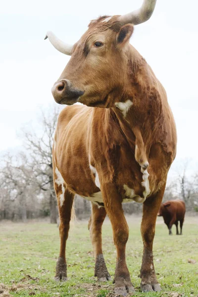 Close Afbeelding Van Bruine Stier — Stockfoto