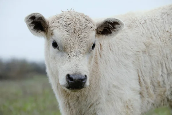 Cielę Charolais Biała Krowa Pastwisku Wsi — Zdjęcie stockowe