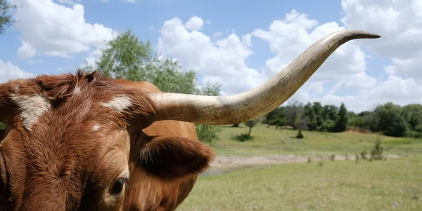 Texas Långhorn Att Vara Nyfiken Nära Håll Med Sommar Bakgrund — Stockfoto
