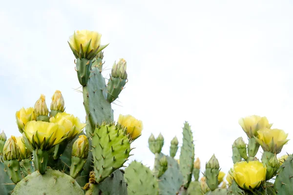 黄色の花 天然の壁紙ととげのある梨サボテンの美しい植物のショット — ストック写真