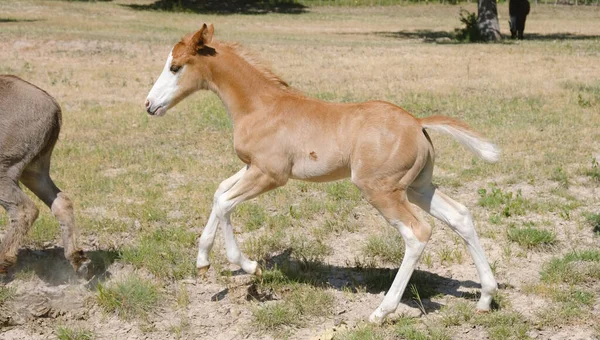 Foal Corriendo Por Campo Texas —  Fotos de Stock