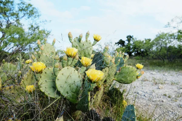 テキサス州の風景の中に黄色の花が付いているとげのある梨サボテン — ストック写真