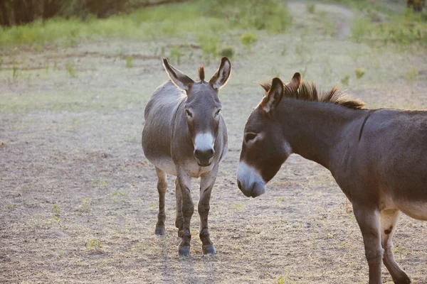 Mini Donkeys Farm Field — Stock Photo, Image