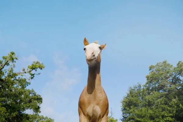 Kaxig Och Självsäker Fölhäst — Stockfoto