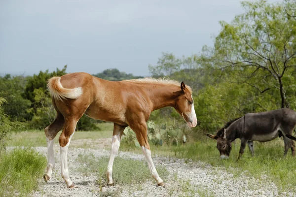 Caballo Potro Caminando Por Campo Texas Temporada Verano Granja —  Fotos de Stock