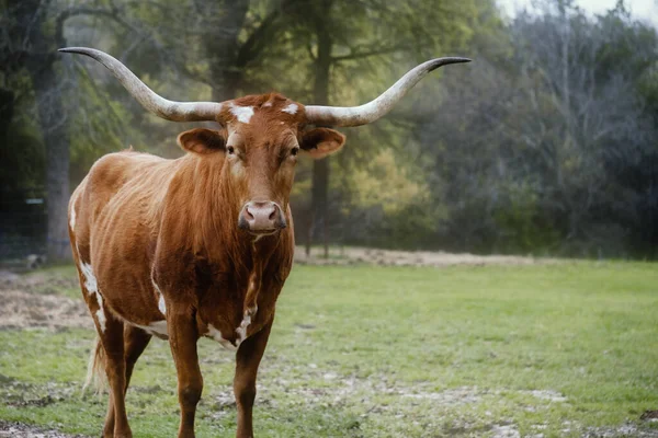 Texas Longhorn Πορτρέτο Αγελάδας Ένα Πράσινο Πεδίο — Φωτογραφία Αρχείου