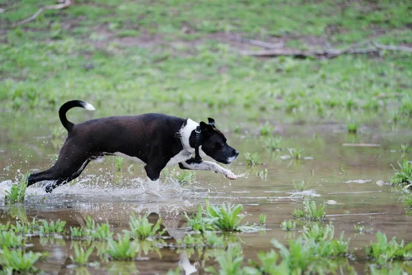 Hond Loopt Het Water — Stockfoto