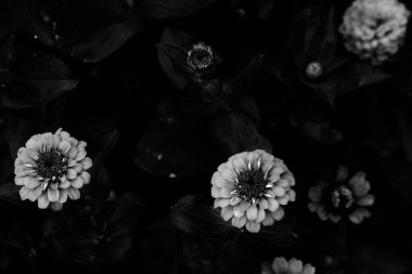 Zinnia siyah beyaz çiçek açar.