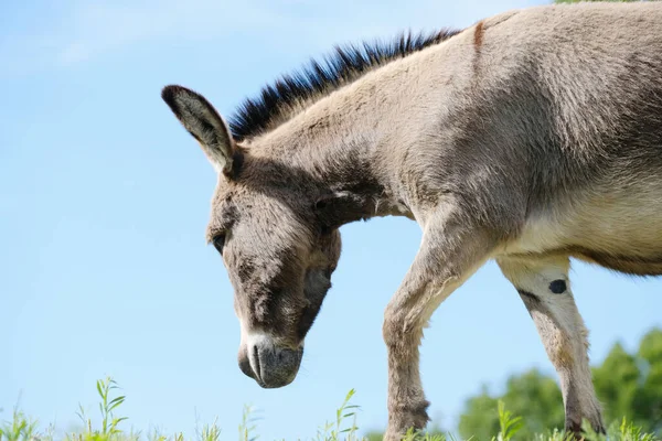 Mini Osel Zavřít Létě Venku — Stock fotografie