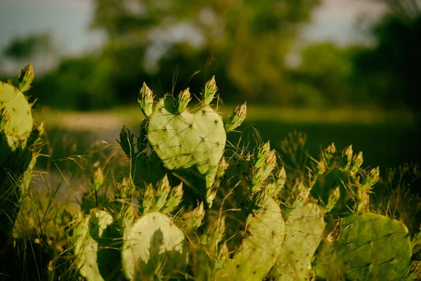 Gyönyörű Botanikai Lövés Természetes Tapéta Szúrós Körte Kaktusz Texasban Táj — Stock Fotó
