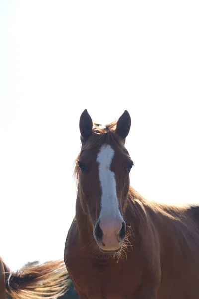 Portret Pięknego Brązowego Konia — Zdjęcie stockowe