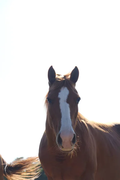 Portrait Beau Cheval Brun — Photo