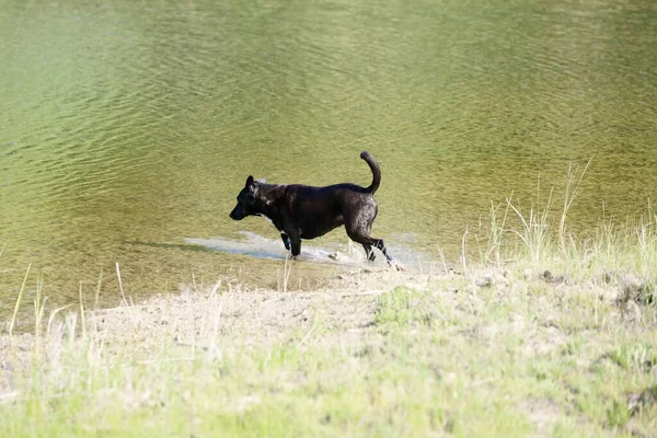 Cão Água Lagoa Rural Durante Primavera — Fotografia de Stock