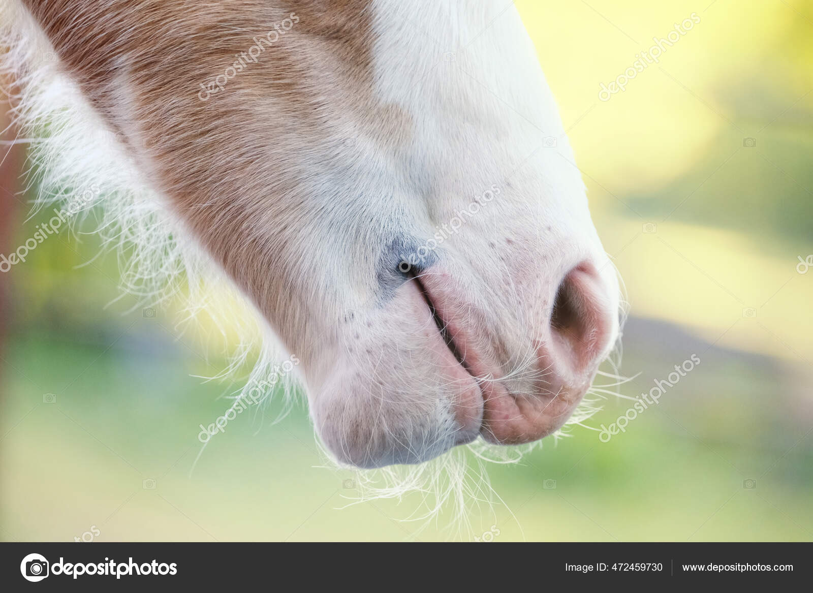 Fotos de Cara de cavalo, Imagens de Cara de cavalo sem royalties