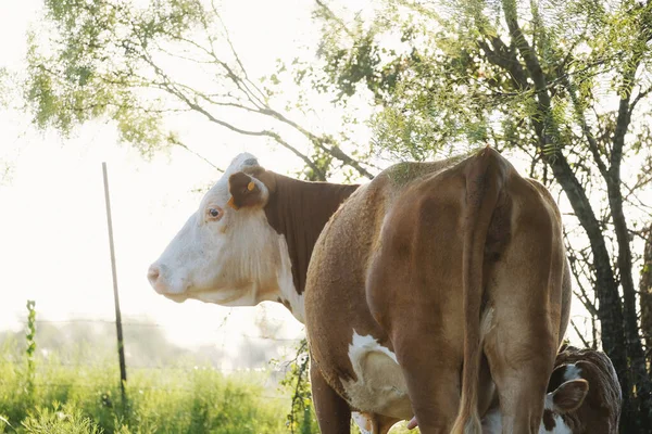 Hereford Tehén Portréja Pályán Nyári Napon — Stock Fotó