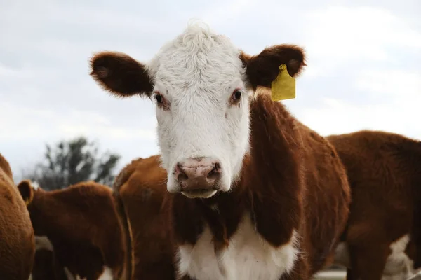 Vitello Manzo Hereford Mucca Bambino Marrone Con Viso Bianco Vicino — Foto Stock