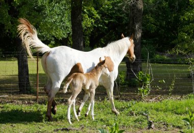 Tay tayı çiftlikteki anne atı rahatsız ediyor..