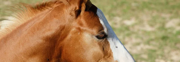 Colt horse banner with copy space on field background.