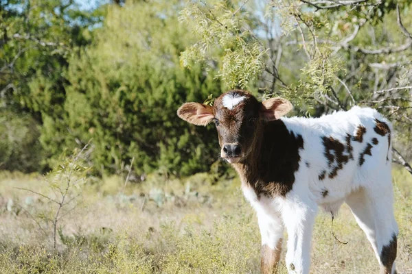 Belle Vache Bébé Montre Veau Regardant Jour Ensoleillé — Photo