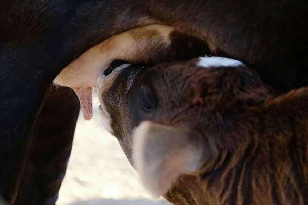 Cielę Brązowe Karmiące Krowę Bliska — Zdjęcie stockowe