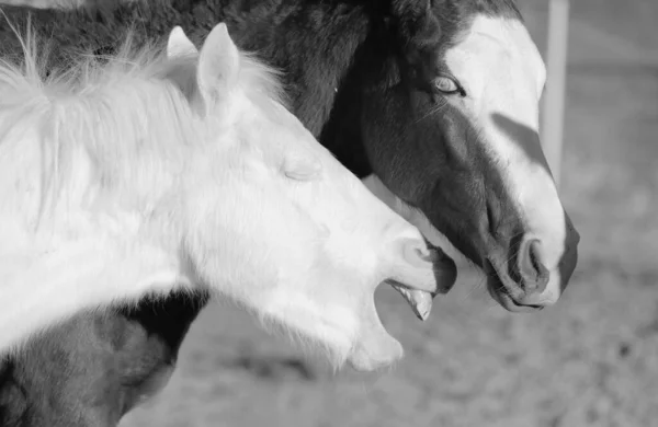 Портрет Красивой Молодой Белой Лошади Зевающей — стоковое фото