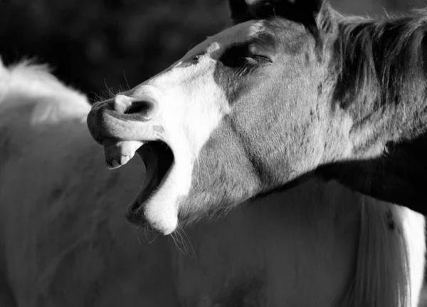 Close Retrato Cavalo Potro Bocejando Potro Sonolento — Fotografia de Stock