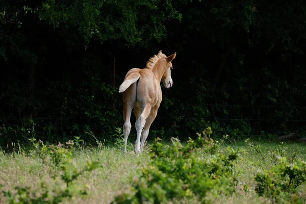 Красивая Белая Лошадь Бежит Мясорубке — стоковое фото