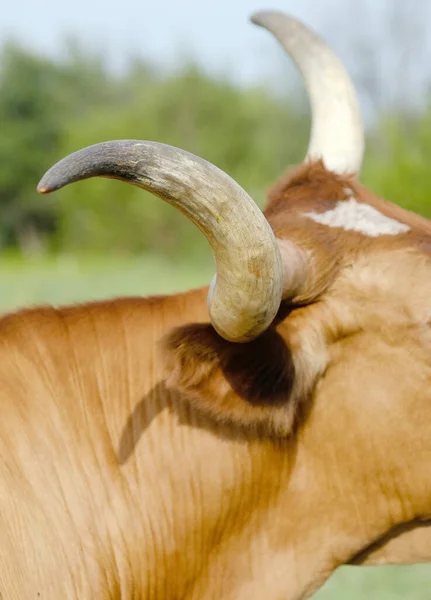 Primer Plano Cuerno Largo Texas Cuernos Vaca — Foto de Stock