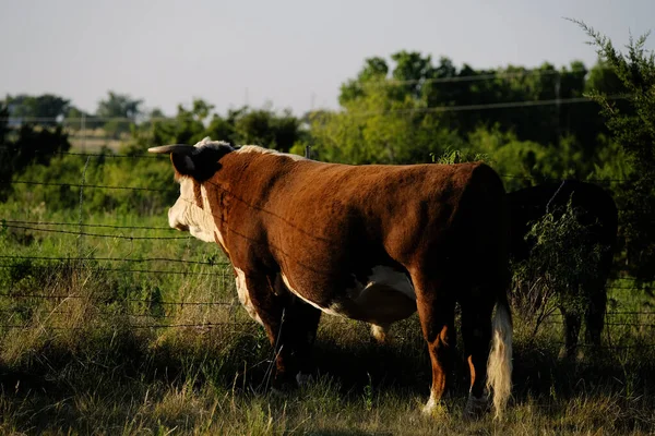 Hereford Tjur Betesmark — Stockfoto