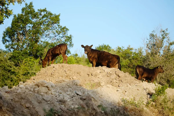 Black Angus Calves Texas Hill — Stock Photo, Image