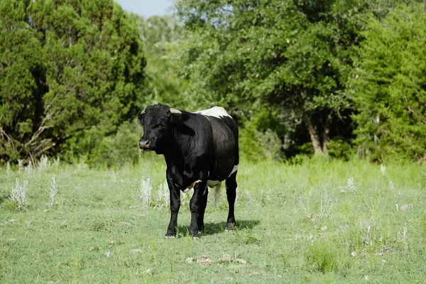 Μια Νεαρή Αγελάδα Ταύρος Στο Πεδίο Του Τέξας — Φωτογραφία Αρχείου