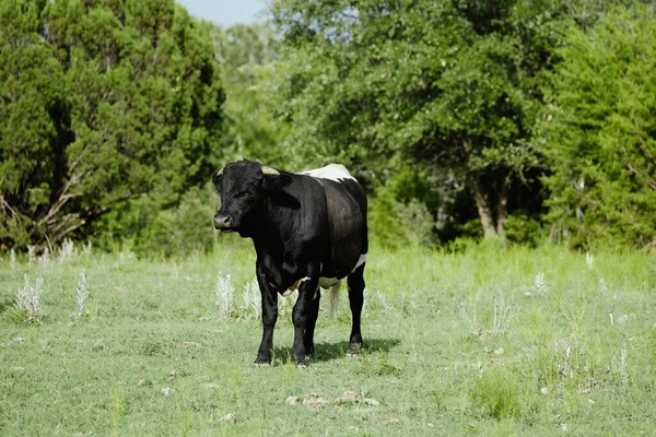 Ung Tjur Texas Fältet — Stockfoto