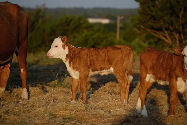 Hereford Calf Summer Pasture — Stock Photo, Image