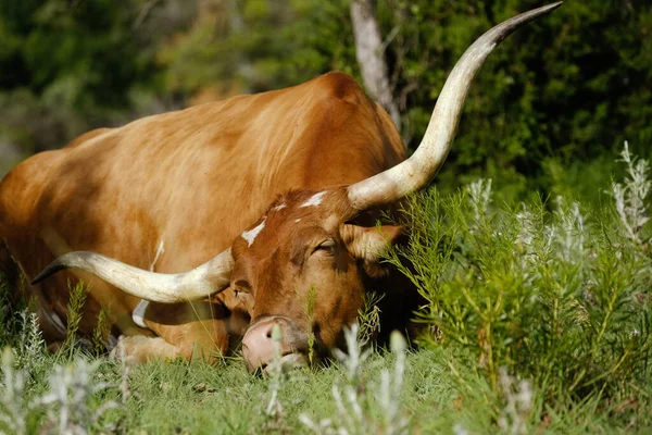 Sleepy Texas Longhorn Cow Resting Summer Field — Foto de Stock