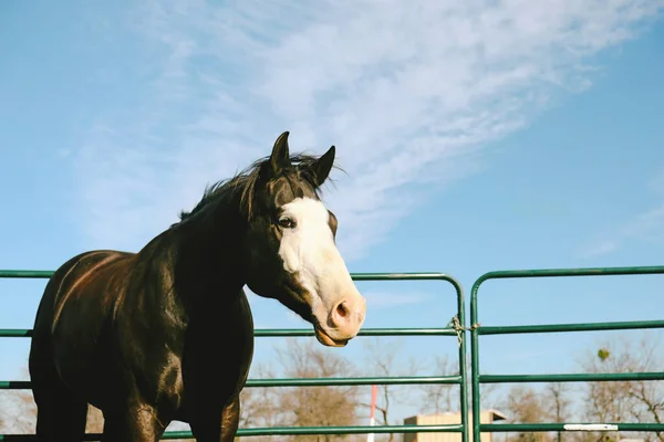 Retrato Hermoso Caballo —  Fotos de Stock