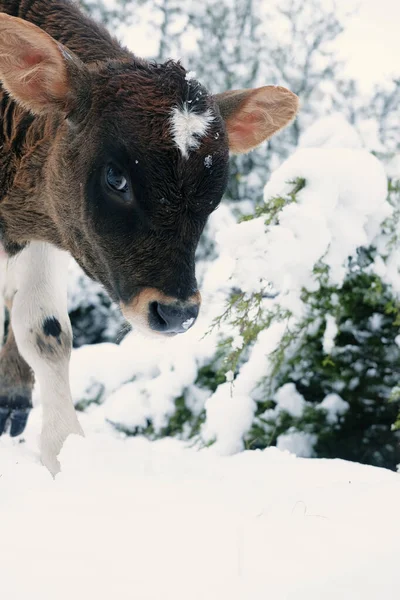 Słodkie Cielę Gospodarstwie Pokrytym Śniegiem — Zdjęcie stockowe