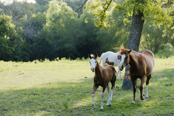 Belos Cavalos Prado Durante Dia Verão — Fotografia de Stock