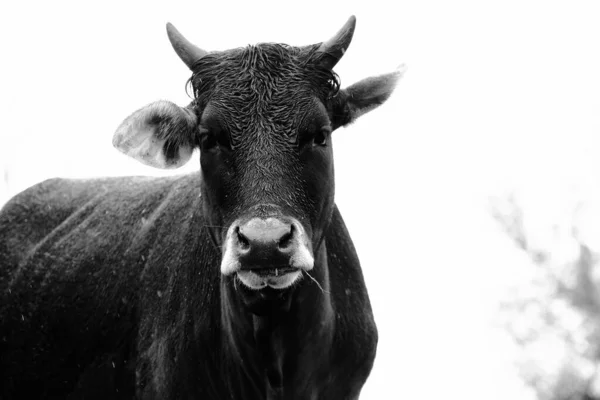 Image Noir Blanc Vache Sous Pluie Avec Fourrure Humide — Photo
