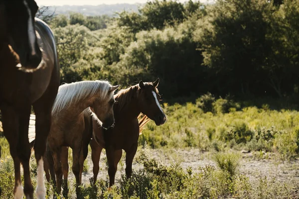 Closeup Horses Summer Texas Field — Stock Photo, Image