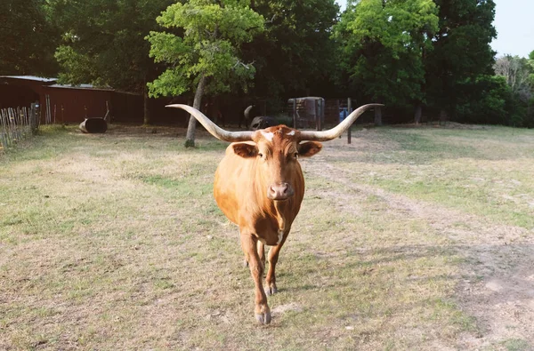 Texas Uzun Boynuzlu Ineği Çiftlikteki Kurak Yaz Tarlasında — Stok fotoğraf