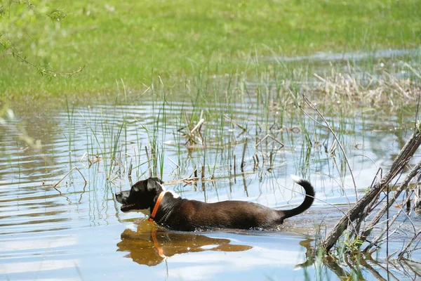 Cane Che Nuota Nello Stagno — Foto Stock