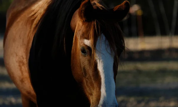 Porträtt Vacker Brun Häst — Stockfoto