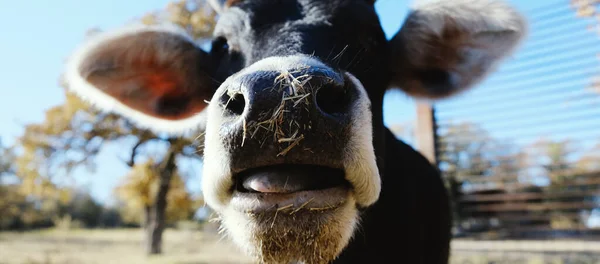 Close Portrait Young Cow Farm — Stock Photo, Image