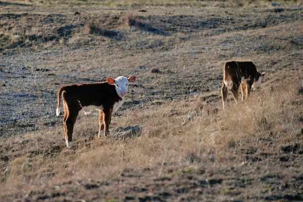 Hereford Calves Walking Winter Farm Field Hillside — Stock Photo, Image