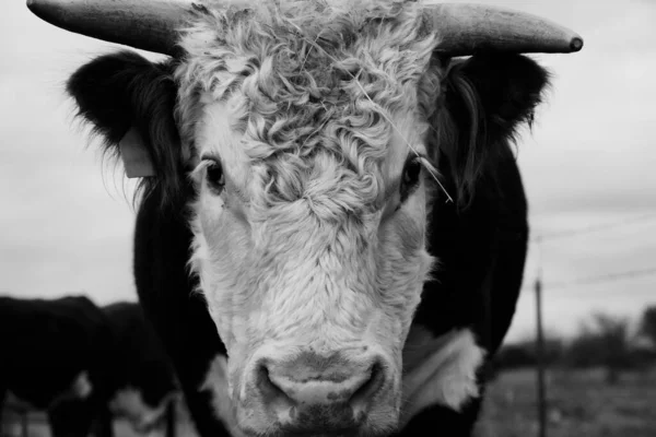 Hereford Stier Met Hoorns Voor Portret Close Zwart Wit — Stockfoto