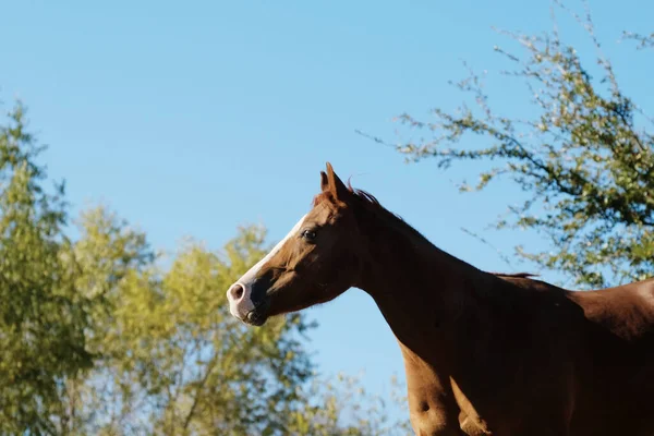 Молодой Конь Предупреждение Осведомлены Течение Осени Ранчо — стоковое фото